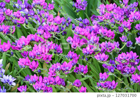 バビアナ　いちめんの花　ホザキアヤメ 127031700