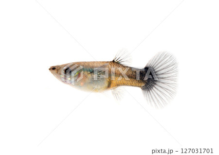 グッピー メス 白バック グッピー メス 白バック 127031701