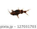 サカサナマズ　シノドンティス　白バック 127031703