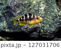 カエルレウス　カメレオンシクリッド　アフリカンシクリッド 127031706
