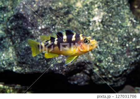 カエルレウス　カメレオンシクリッド　アフリカンシクリッド 127031706