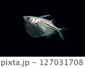 シルバーハチェットフィッシュ　黒バック 127031708