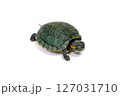 ミドリガメ　ミシシッピアカミミガメ　幼体　特定外来生物　白バック 127031710