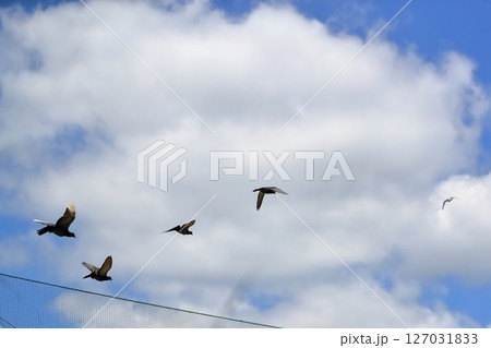 青空と鳩 127031833