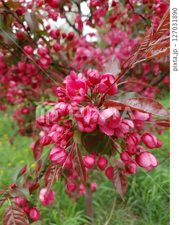 Close up blooming paradise apple tree or Malus niedzwetzkyana decorative plant in full blossom with vivid pink red flowers on branch in spring garden. Springtime floral background, vertical shot. 127031890