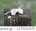 桜 127032075