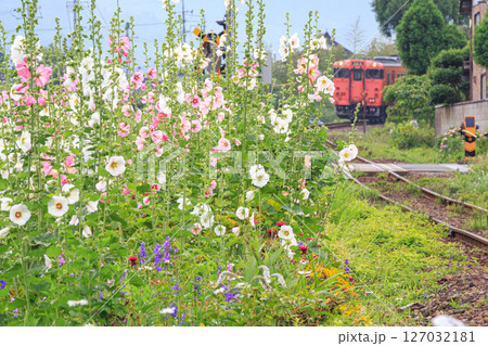 タチアオイ（立葵）の後ろに現れた若桜鉄道の始発をぼんやり眺める 127032181