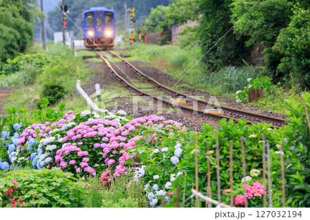若桜鉄道の気動車を背景に色とりどりに咲く紫陽花 若桜鉄道の気動車を背景に色とりどりに咲く紫陽花 127032194