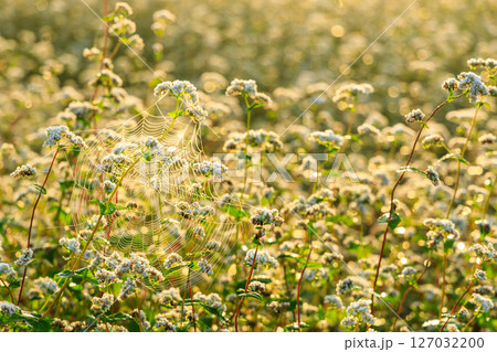 蕎麦畑のなかで朝日に輝く蜘蛛の巣が綺麗だったので撮ってみた 127032200
