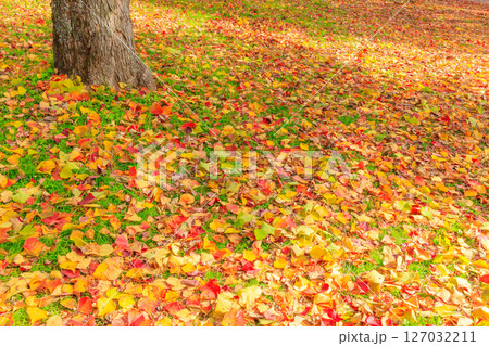 紅葉した落ち葉で編まれた自然の絨毯 紅葉した落ち葉で編まれた自然の絨毯 127032211
