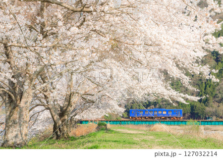 八東川の土手に咲く満開の桜と若桜鉄道の気動車 八東川の土手に咲く満開の桜と若桜鉄道の気動車 127032214