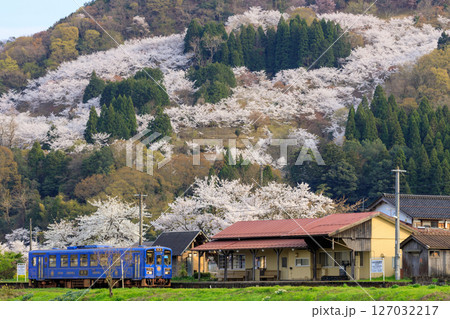 天満山公園の桜と若桜鉄道の気動車 127032217
