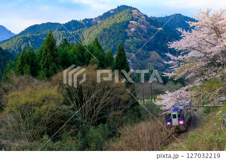 早朝に満開の桜をかすめて亀山に向かう関西本線の気動車 127032219