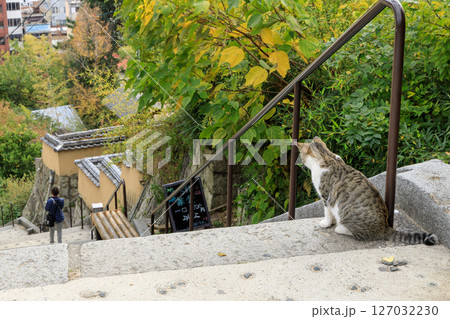 尾道・猫の細道で見かけた猫の丸々とした背中を撮ってみた 127032230