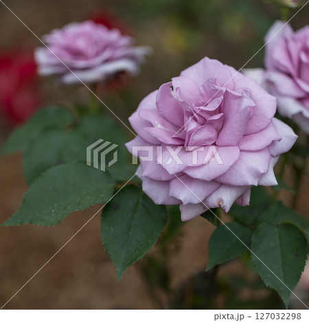 初夏に咲き誇るバラの花 127032298