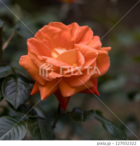 初夏に咲き誇るバラの花 127032322