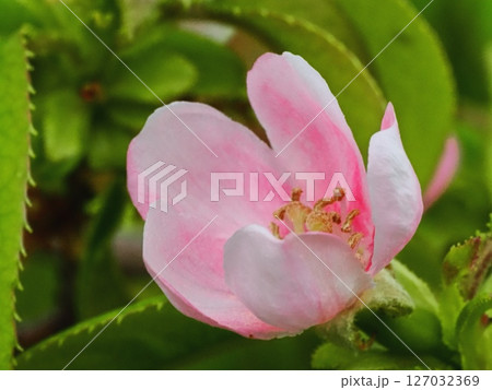 カリンの花 カリンの花 127032369