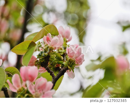 カリンの花 127032385