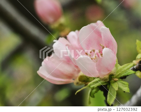 カリンの花 127032392