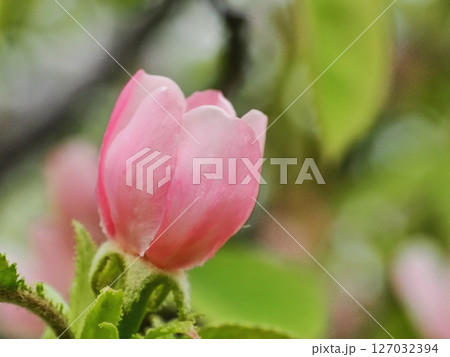 カリンの花 カリンの花 127032394
