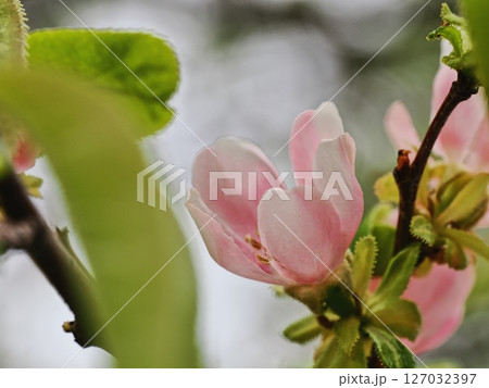 カリンの花 127032397