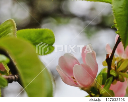 カリンの花 127032398