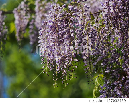 里山のフジの花 127032429