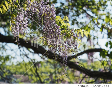 里山のフジの花 里山のフジの花 127032433