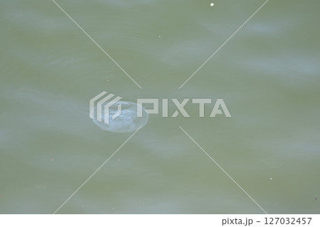 クラゲ 127032457