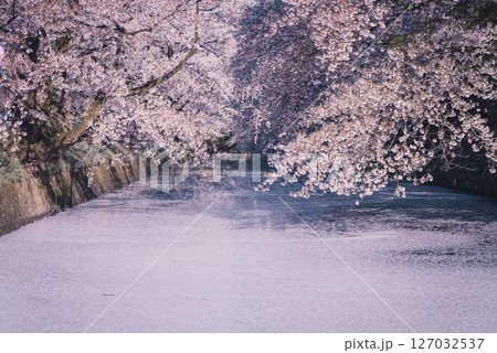 満開を迎えた青森・弘前公園の桜 127032537