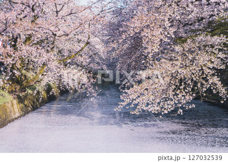 満開を迎えた青森・弘前公園の桜 127032539