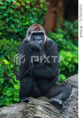 黙考するゴリラ 127033057