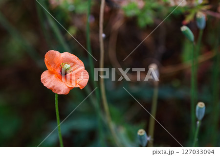 ナガミヒナゲシの花01 127033094