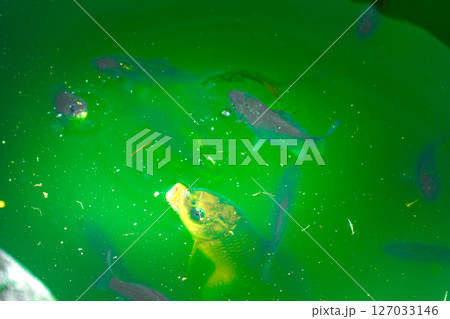 A group of fish swimming in a pond. The fish are of different coi A group of fish swimming in a pond. The fish are of different coi 127033146