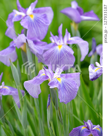 堀切菖蒲園のハナショウブ　東京都 127033187