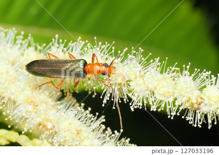 栗の花に乗るカトウカミキリモドキ 栗の花に乗るカトウカミキリモドキ 127033196