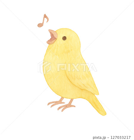 透過素材・歌う黄色いインコ 透過素材・歌う黄色いインコ 127033217