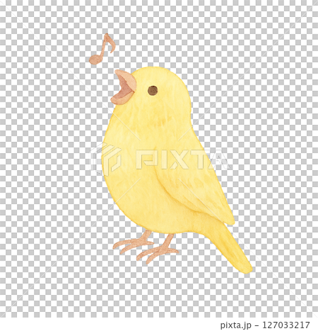 透明材質：唱歌的黃色長尾小鸚鵡 127033217