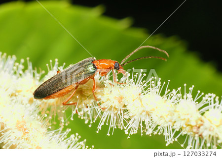 栗の花に乗るカトウカミキリモドキ 127033274
