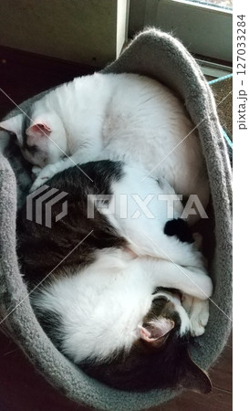 リラックスにゃんこたち リラックスにゃんこたち 127033284