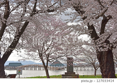 津軽 鶴の舞橋の満開桜 津軽 鶴の舞橋の満開桜 127033414