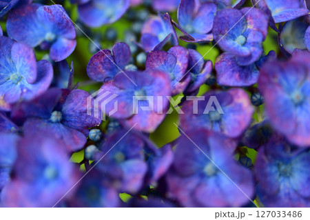 青い紫陽花の花 青い紫陽花の花 127033486