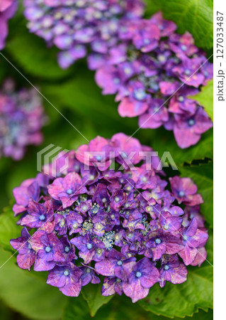 赤紫の紫陽花 127033487