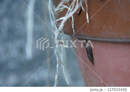 植木鉢をのぼる一匹のナメクジ 127033498