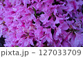 ツツジ 127033709