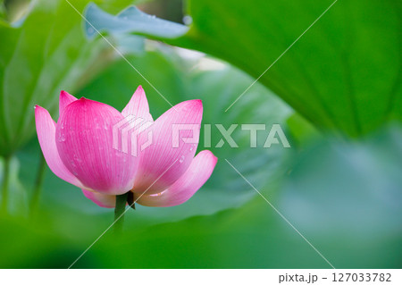 蓮の花のある風景 蓮の花のある風景 127033782