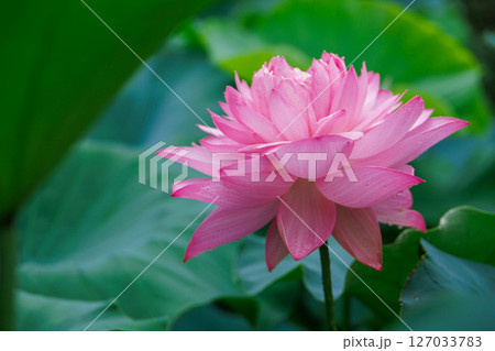 美しいピンク色の蓮の花 美しいピンク色の蓮の花 127033783