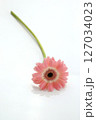 かわいいピンク、ガーベラ一輪,白バック 127034023