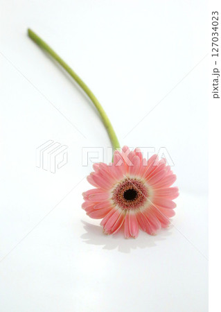 かわいいピンク、ガーベラ一輪,白バック かわいいピンク、ガーベラ一輪,白バック 127034023