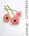 かわいいピンク、ガーベラ3つ,白バックライト 127034024